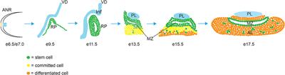 Stem Cells, Self-Renewal, and Lineage Commitment in the Endocrine System